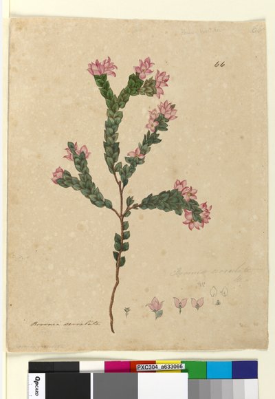 Seite 66. Boronia serrulata von John William Lewin